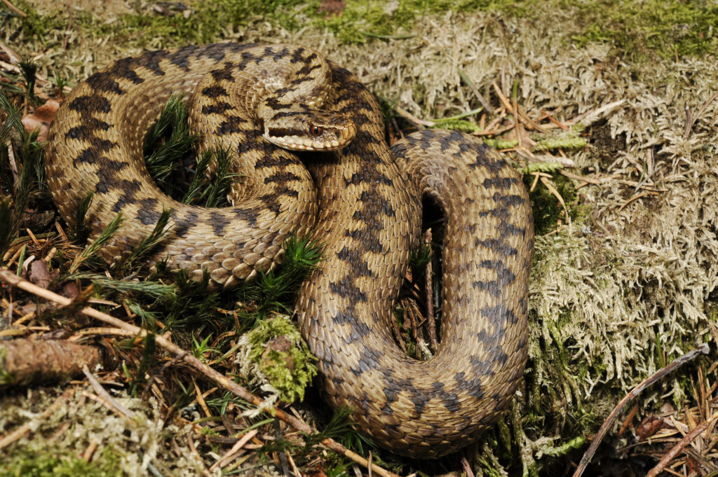 Adder (giftig)