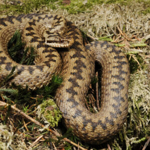 Adder (giftig)