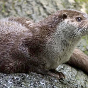 Europese otter